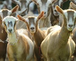 Herd of GOATs